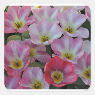 Pink spring tulips  square sticker