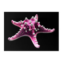 PINK STARFISH 10x14