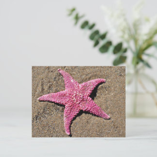 Pink Starfish Postcard