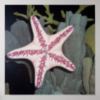 Pink Starfish