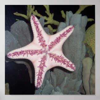Pink Starfish Poster