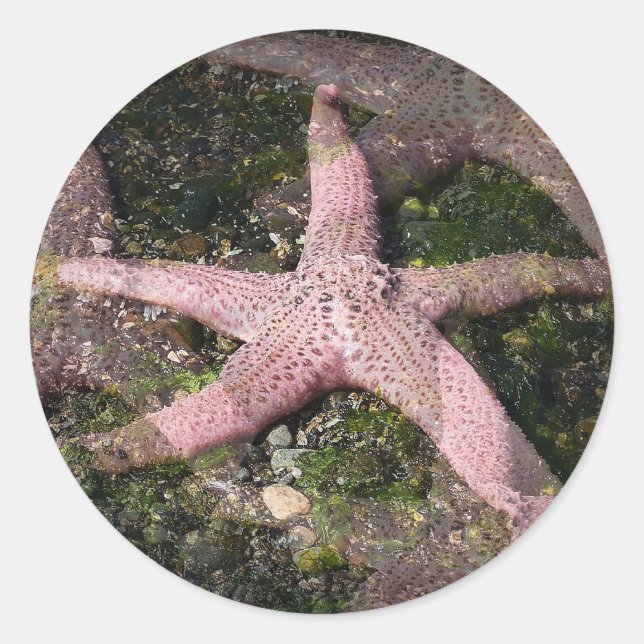 Pink Starfish Sticker (Front)