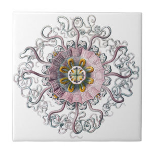 Pink starfish tile