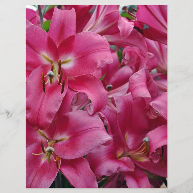 Pink stargazer lilies (Front)