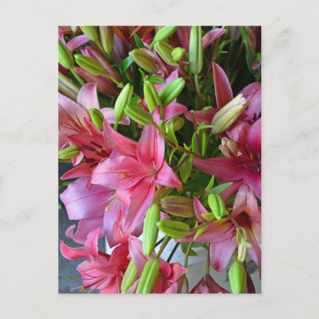 Pink stargazer lilies postcard (Front)