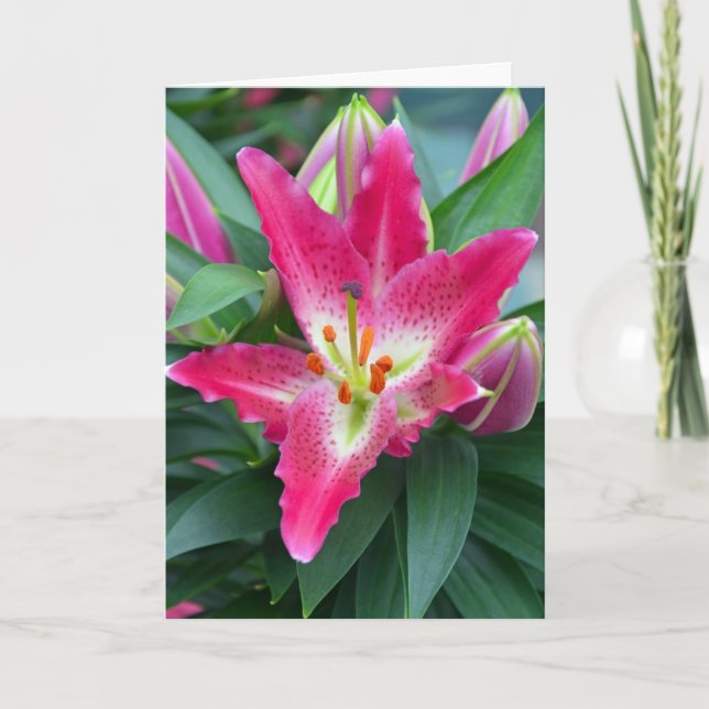 Pink stargazer lily birthday greeting card (Front)