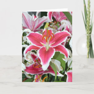 Pink stargazer lily flowers greeting card