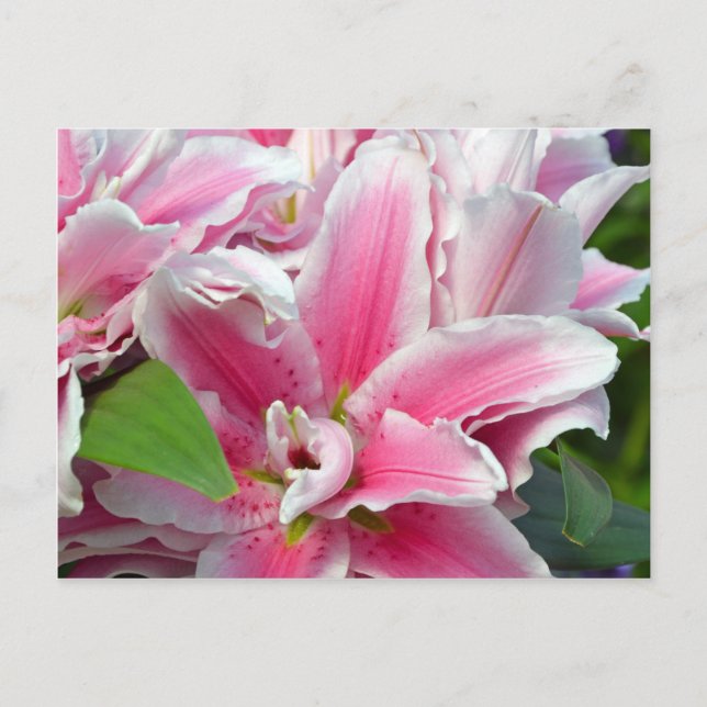 Pink stargazer lily flowers in spring postcard (Front)