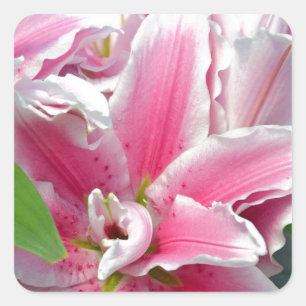 Pink stargazer lily flowers in spring square sticker