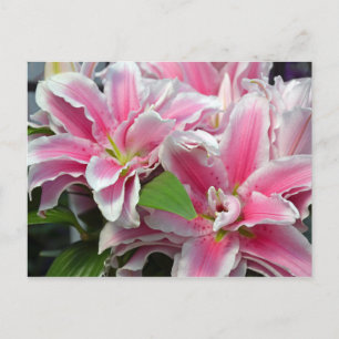 Pink stargazer lily flowers postcard