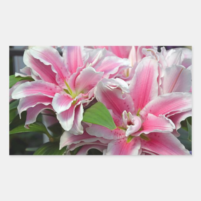 Pink stargazer lily flowers sticker (Front)