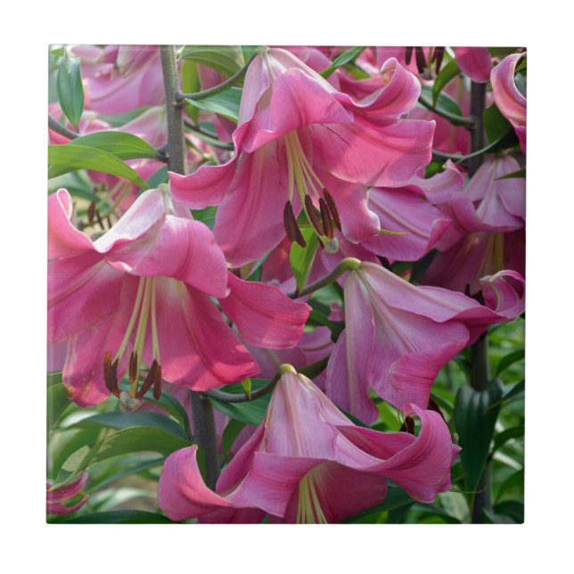 Pink stargazer lily flowers tile (Front)