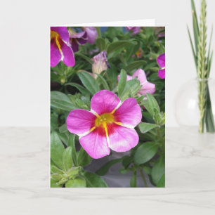Pink Striped Petunia Flower Blank Card
