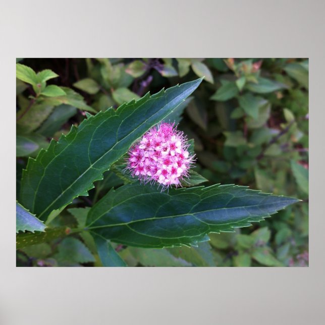 Pink summer flower poster (Front)