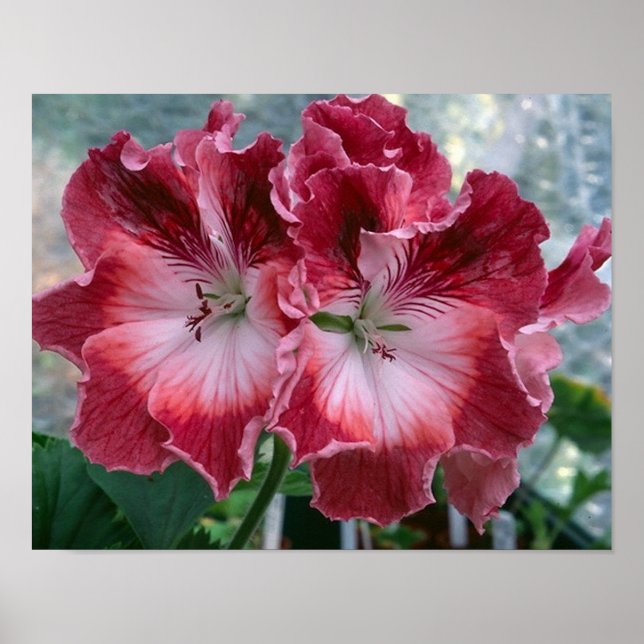 Pink Summer Flowers Photo Nature Wall Poster (Front)