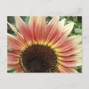 Pink Sunflower 51 ~ postcard
