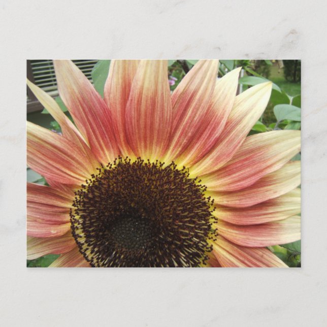 Pink Sunflower 51 ~ postcard (Front)