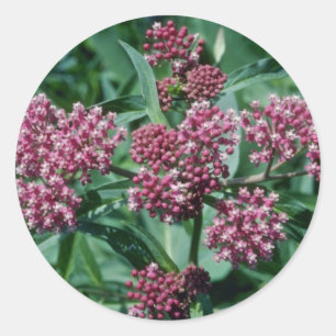 Pink Swamp Milkweed (Asclepias Incarnata) flowers Classic Round Sticker