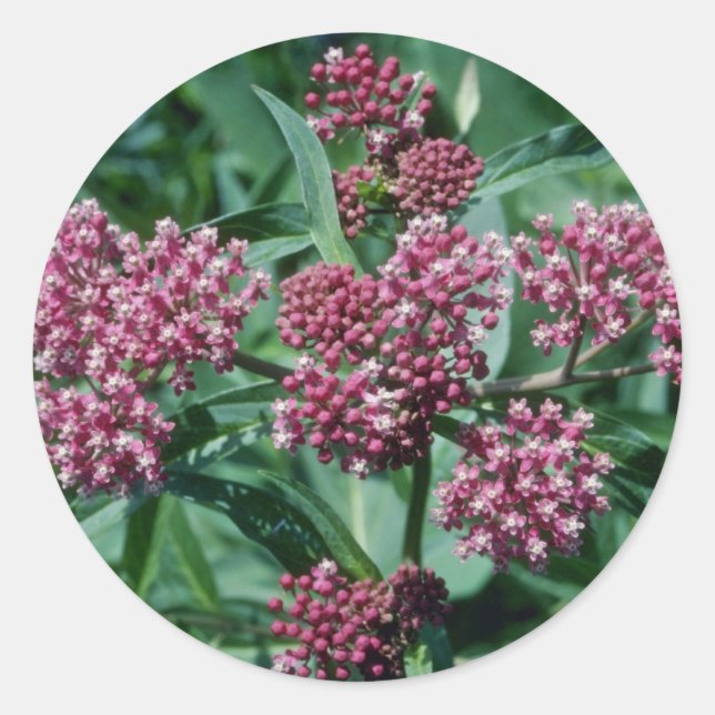 Pink Swamp Milkweed (Asclepias Incarnata) flowers Classic Round Sticker (Front)