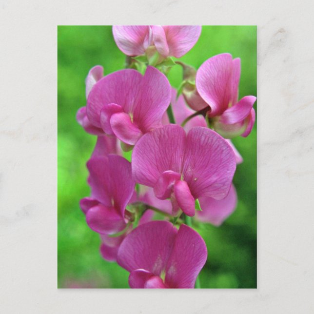 Pink Sweet Pea flowers Postcard (Front)