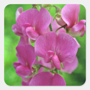 Pink Sweet Pea flowers Square Sticker