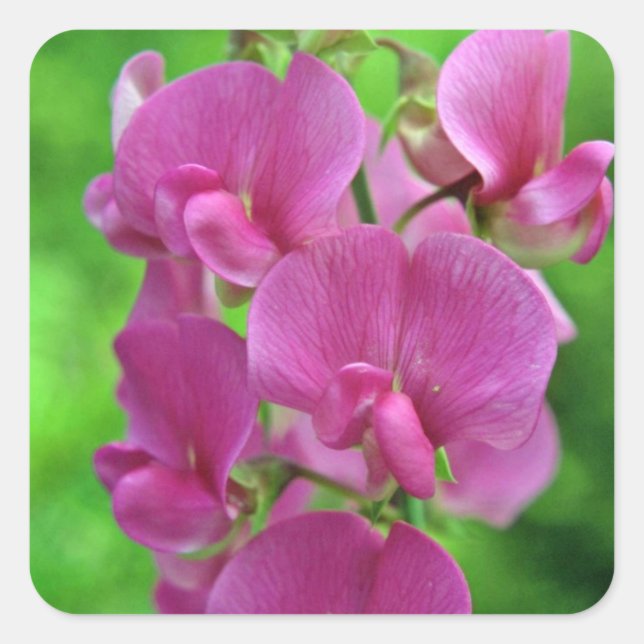 Pink Sweet Pea flowers Square Sticker (Front)