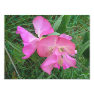 Pink Sweet Pea Photo Print