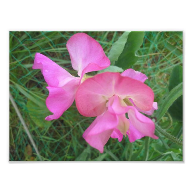 Pink Sweet Pea Photo Print (Front)