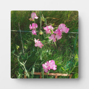 Pink Sweet Pea Plaque