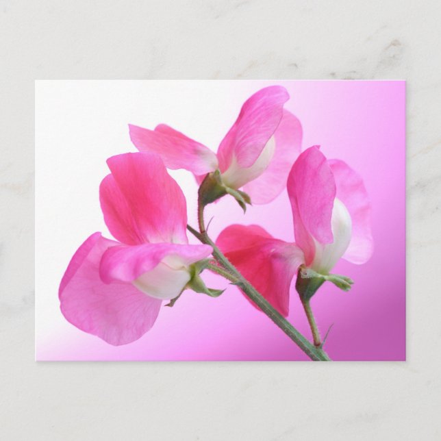 Pink Sweet Pea - Spring Fragrance - postcard (Front)