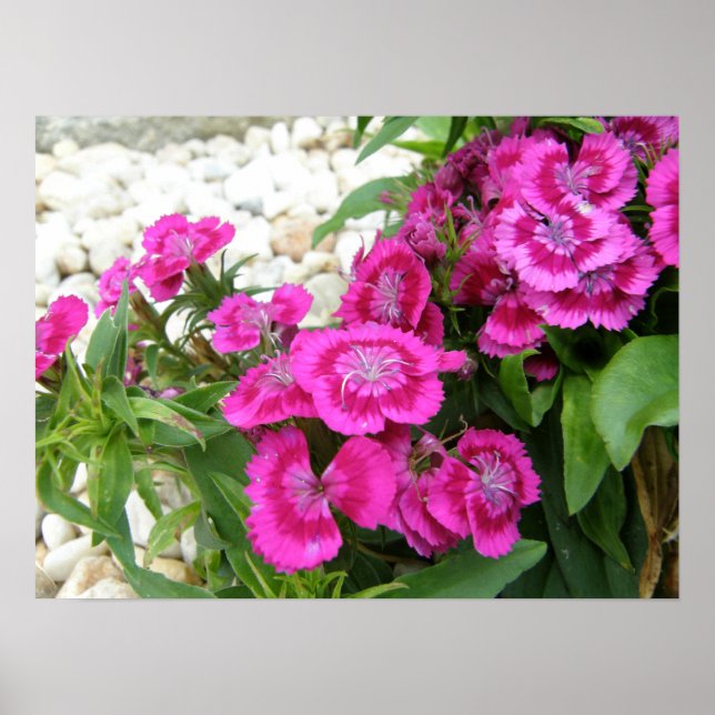 Pink Sweet William/Dianthus Flower Poster Print (Front)