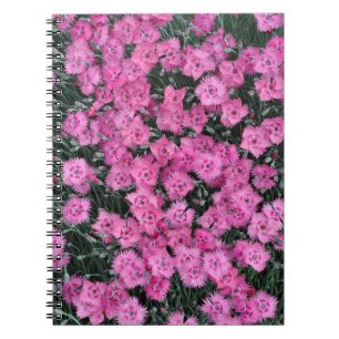 Pink sweet william flowers notebook