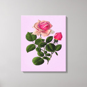 Pink Tea Roses Canvas Print
