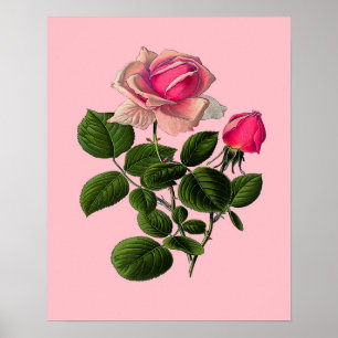 Pink Tea Roses Poster