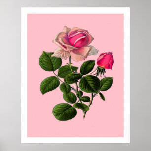 Pink Tea Roses Poster
