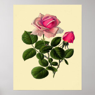 Pink Tea Roses Poster