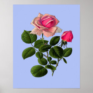 Pink Tea Roses Poster