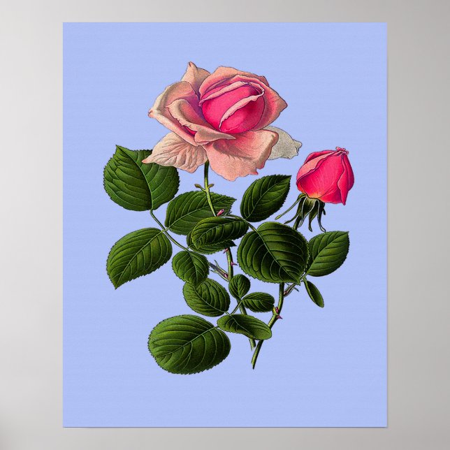 Pink Tea Roses Poster (Front)