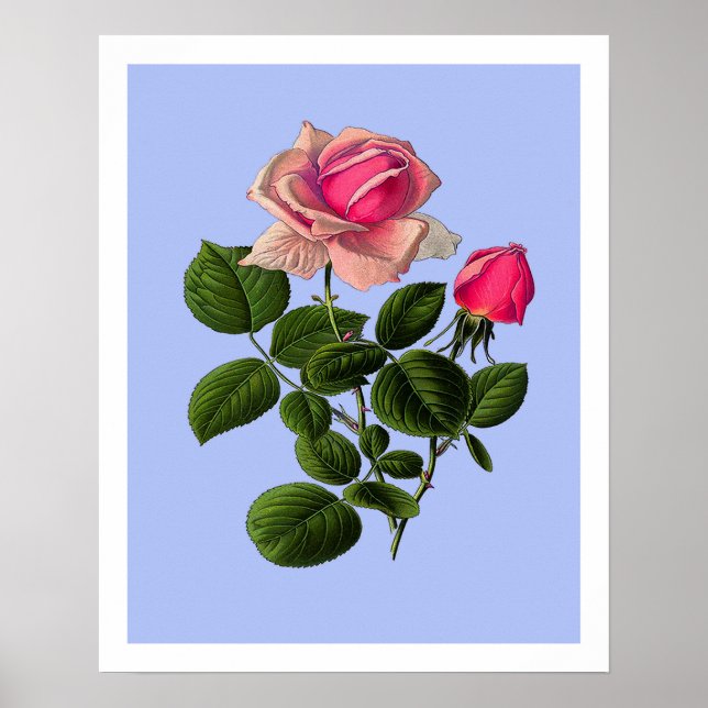 Pink Tea Roses Poster (Front)