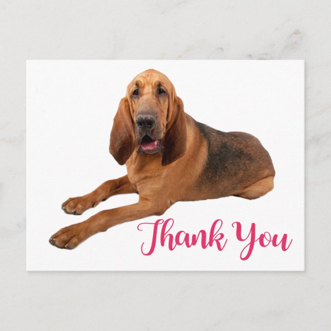Pink Thank You Bloodhound Puppy Dog Postcard (Front)
