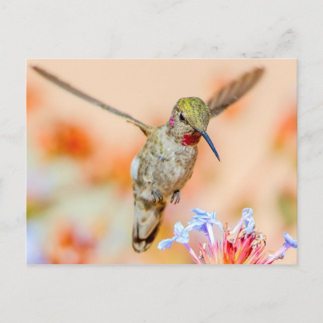 Pink-Throated Hummingbird Flying Over Flowers Postcard (Front)