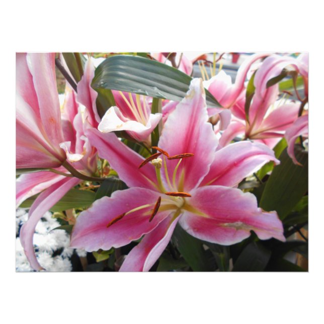 Pink Tiger Lilies Photo Print (Front)
