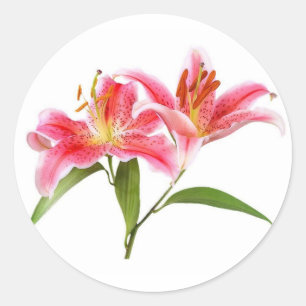 pink tiger lily - customisable classic round sticker