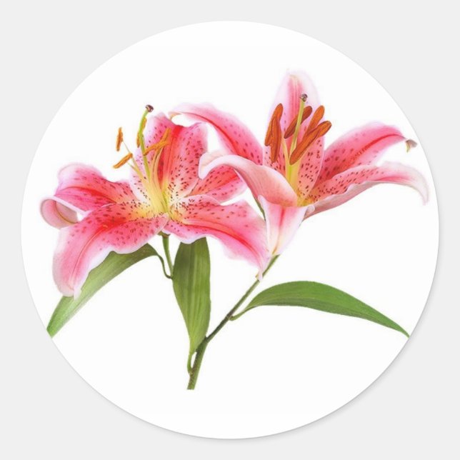 pink tiger lily - customisable classic round sticker (Front)