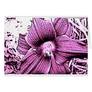 Pink Tigerlilly