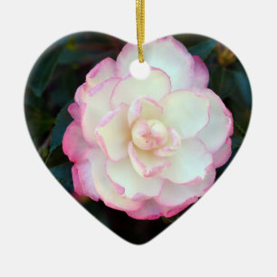 Pink Tipped Camellia-053 Ornament