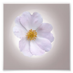 pink to purple photo print