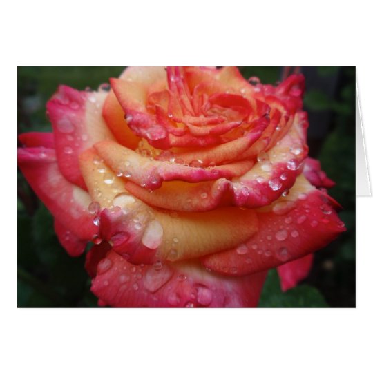 Pink to Yellow Rainbow Rose Card