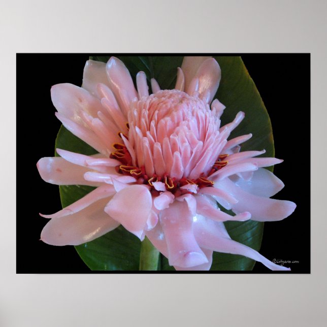 Pink Torch Ginger Hawaii Exotic Poster Prints (Front)