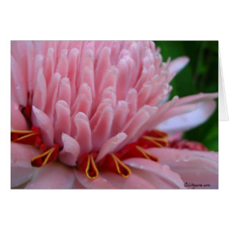 Pink Torch Ginger Wedding